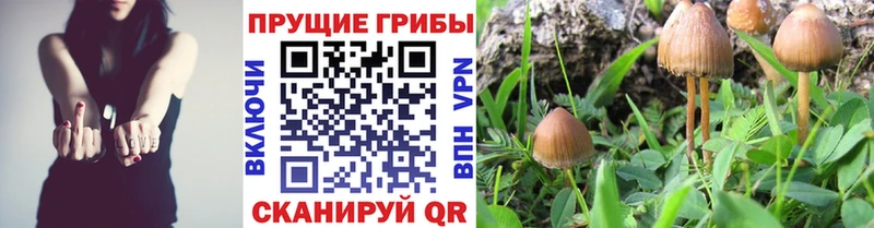Псилоцибиновые грибы Psilocybine cubensis  даркнет сайт  Брянск 
